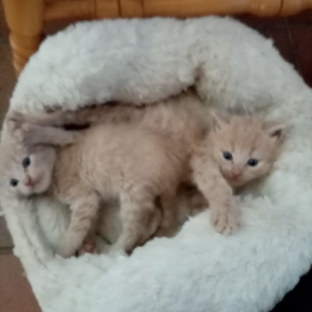 Cream kittens for sale ( reserved) in Huntly, Aberdeenshire Gumtree