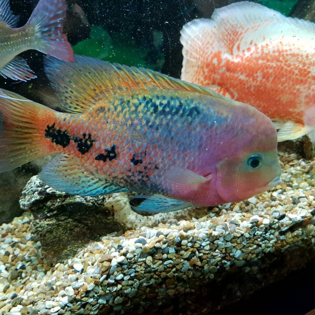 1 inch Red Head Veja synspilum in Balsall Heath, West Midlands Gumtree