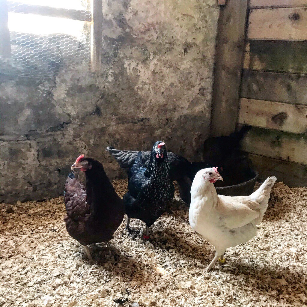 POL Chickens in Wadebridge, Cornwall Gumtree