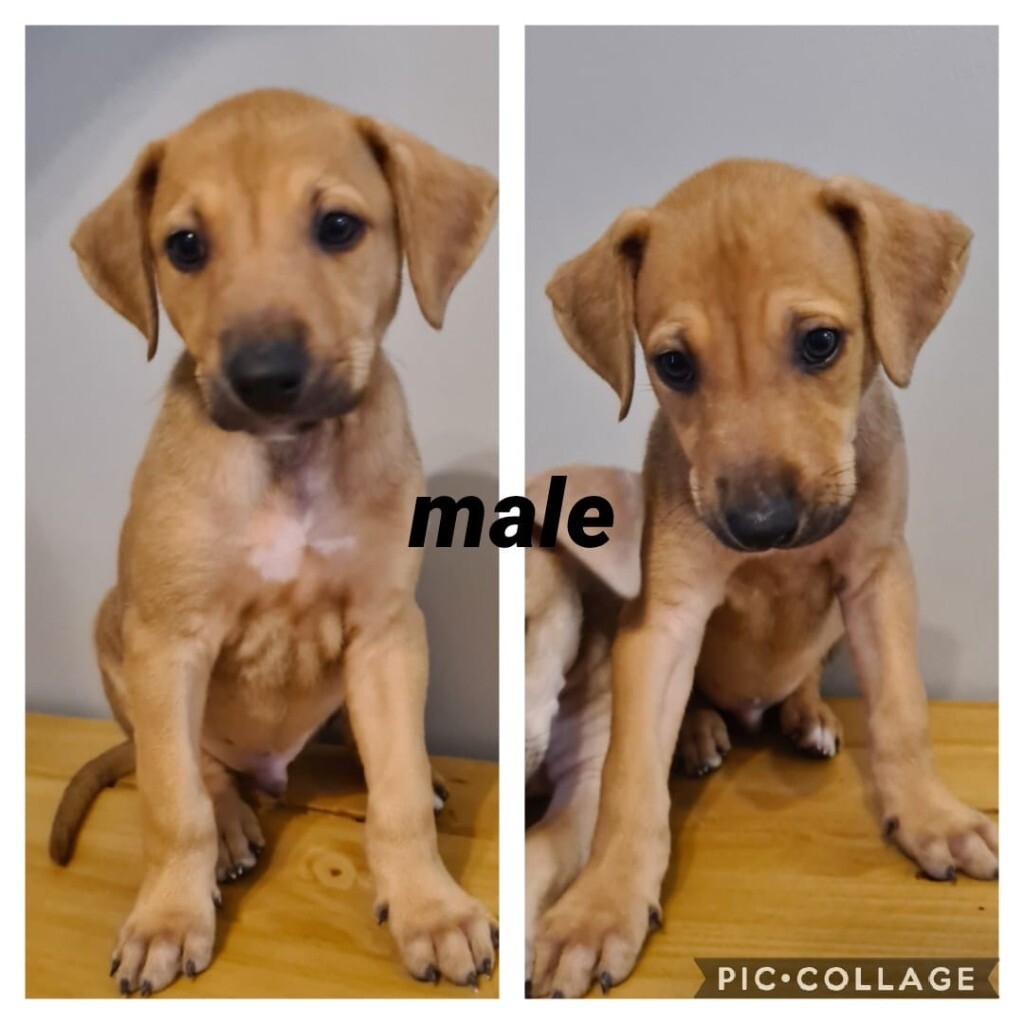 Lurcher puppies in Llanelli, Carmarthenshire Gumtree