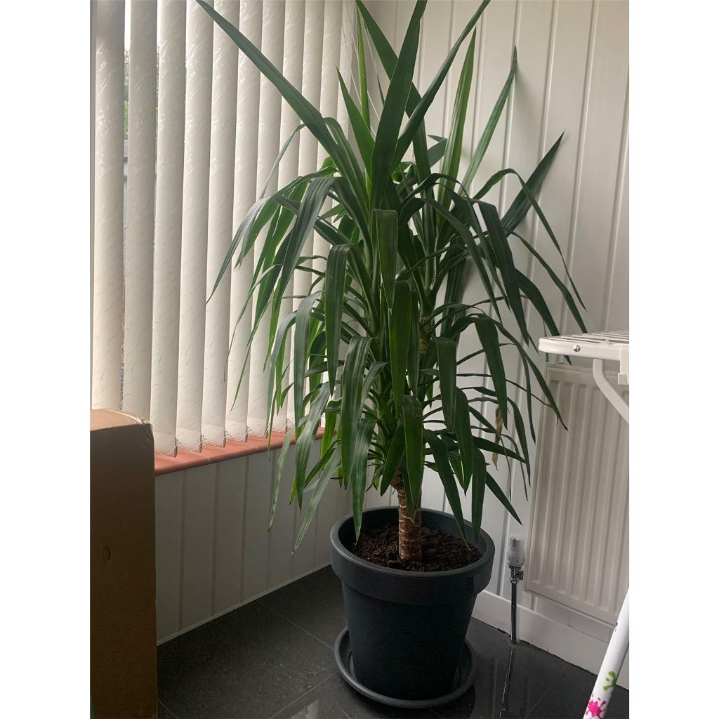 Indoor Plant Yucca in Luton, Bedfordshire Gumtree
