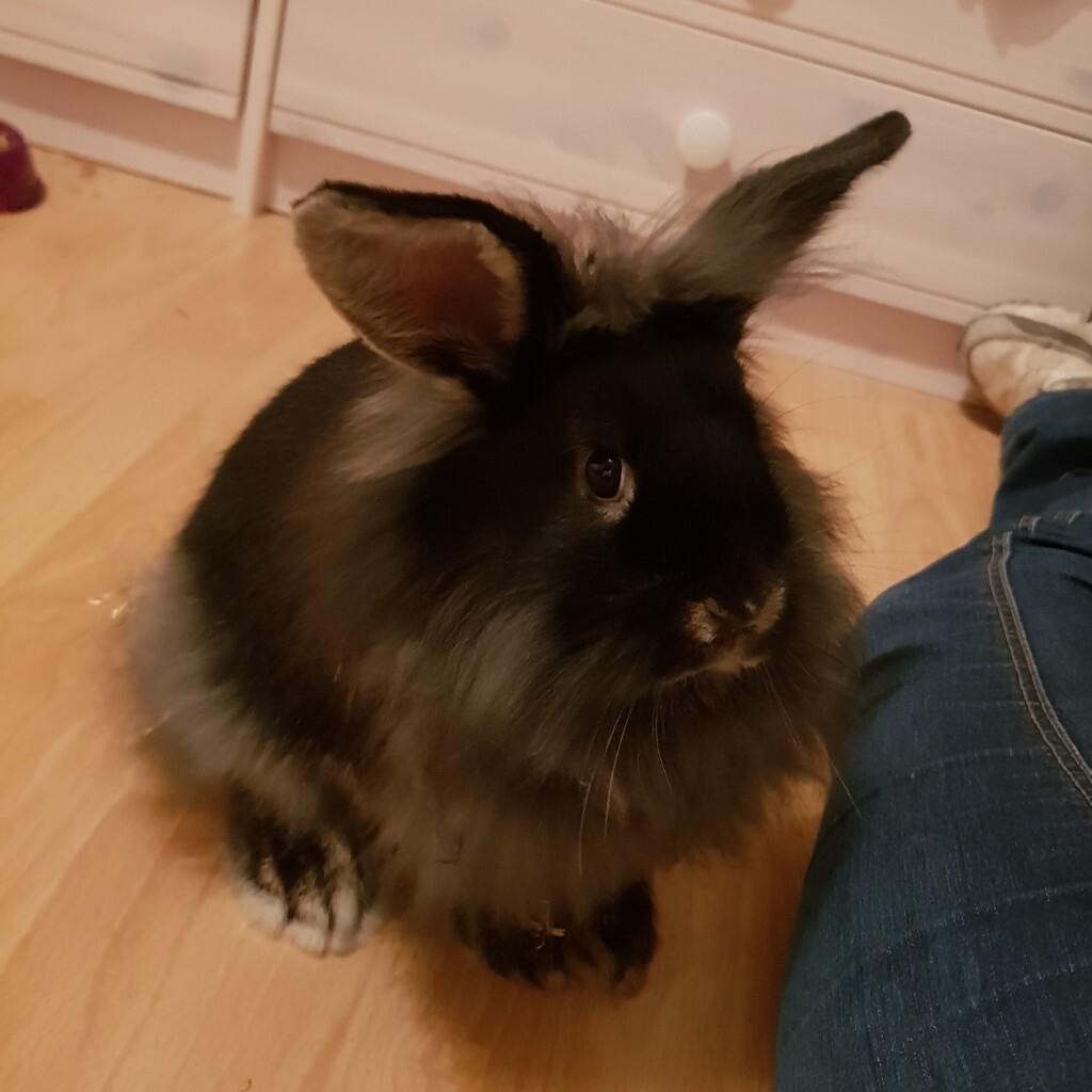 6 month old rabbit with hutch and accessories in Bannockburn