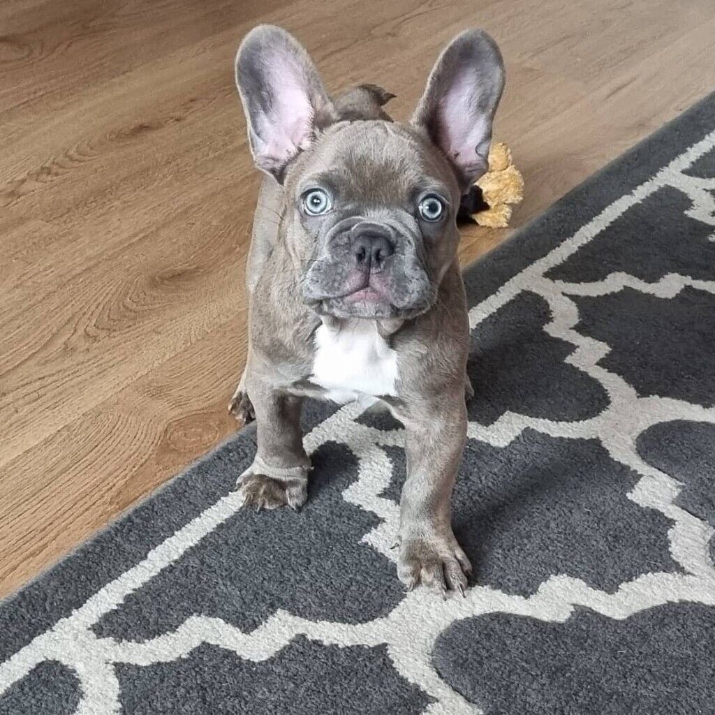 READY TO LEAVE ISABELLA FRENCH BULLDOG PUPPY in Crosby