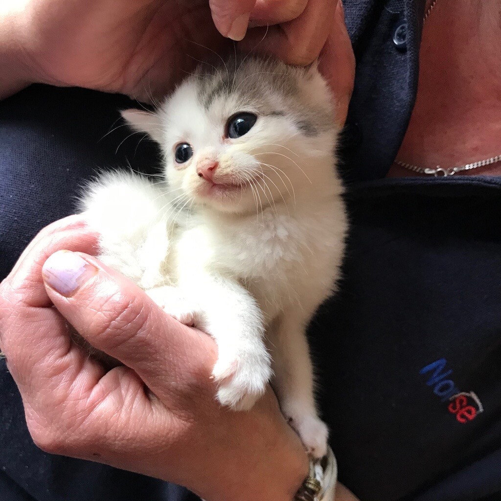 Grey and white Kittens in Norwich, Norfolk Gumtree