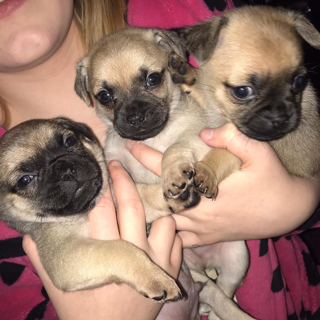 CHUNKY CHUG PUPPIES in Wigan, Manchester Gumtree