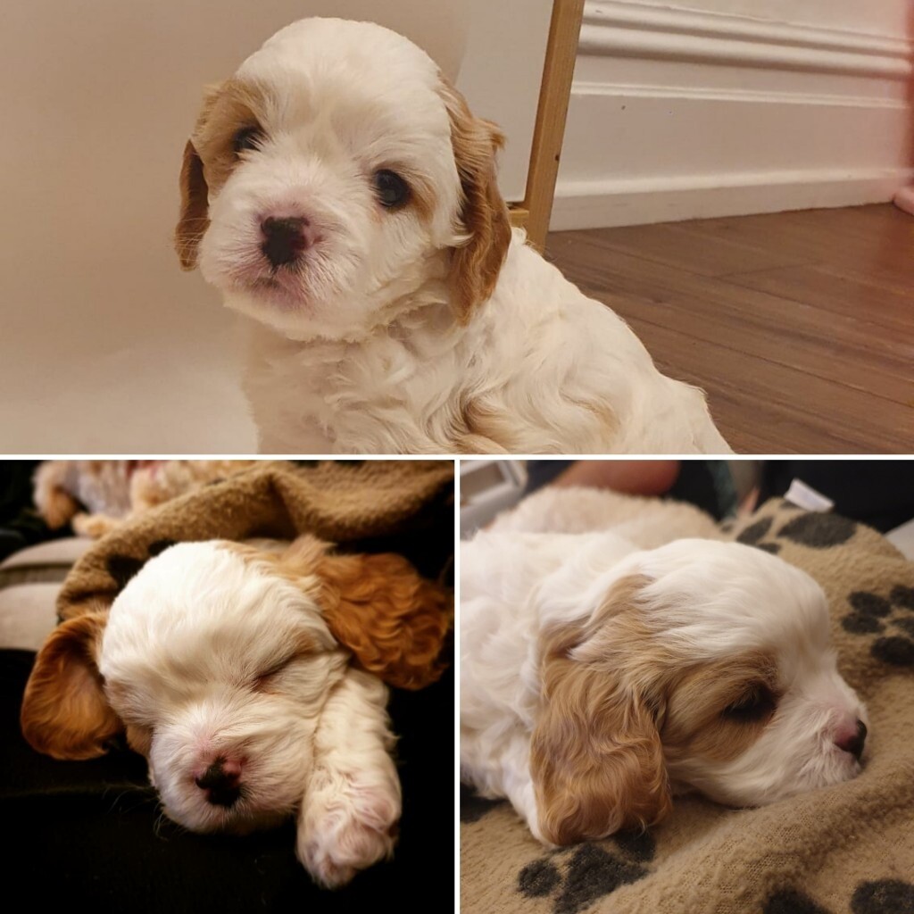 apricot and white cavapoo