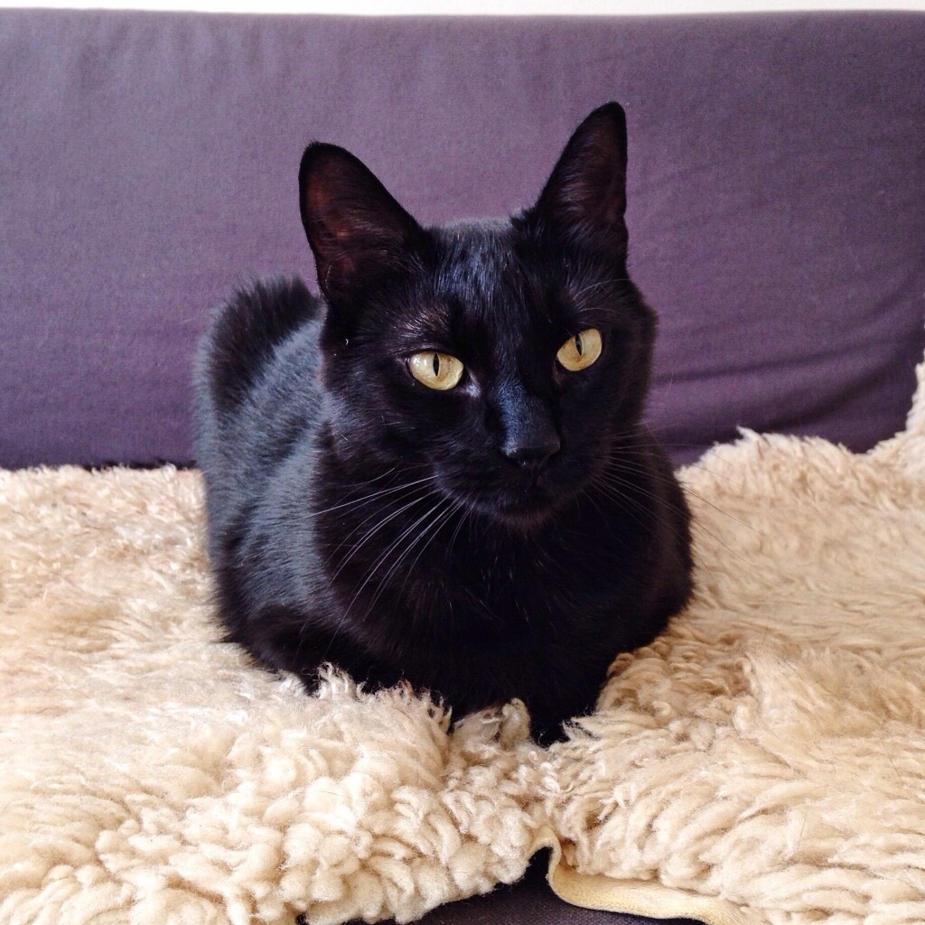 Missing Black Cat NEED MORE INFORMATION PLEASE HELP in Dumbarton