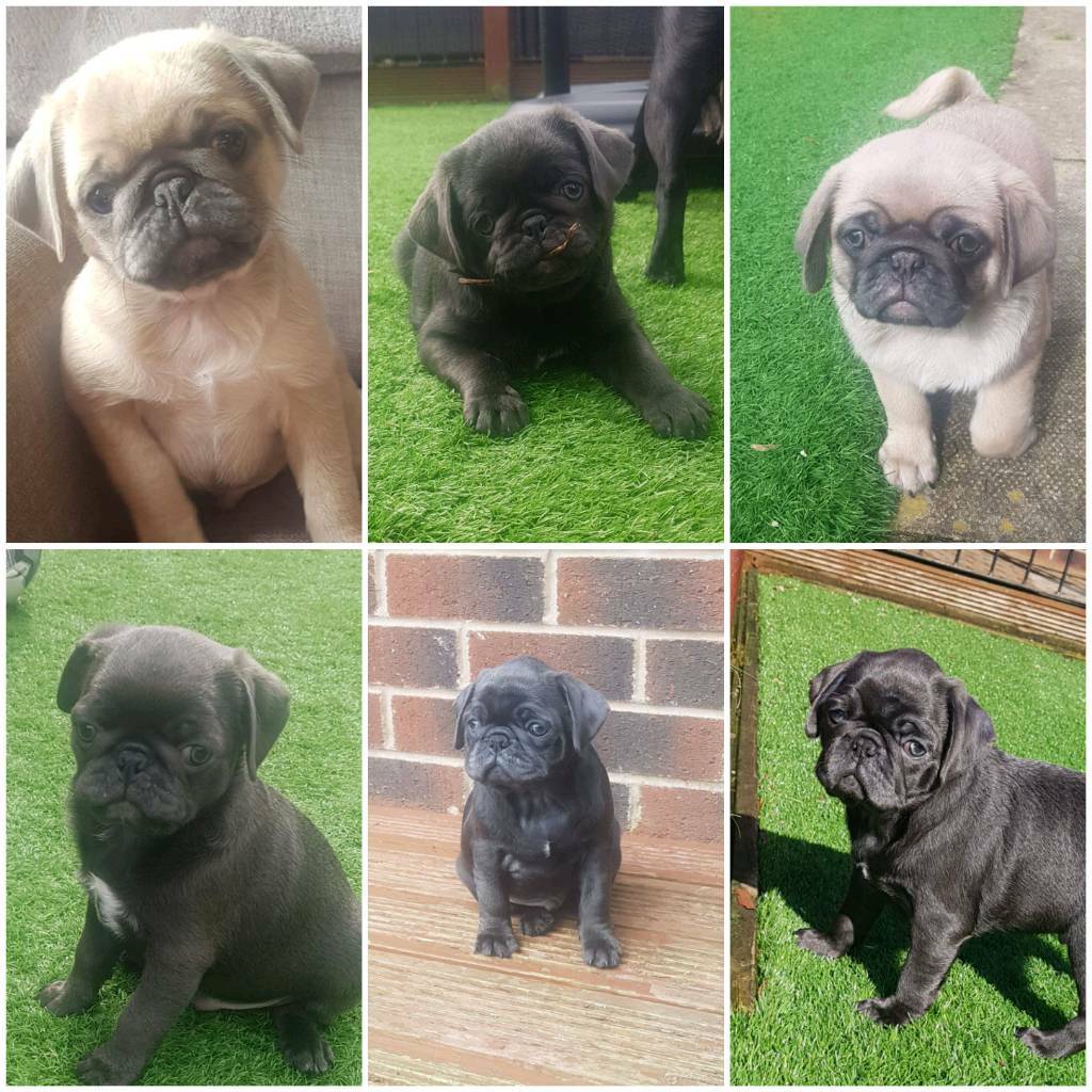 🔥🔥BLUE PUGS FOR SALE🔥🔥 in Middleton, Manchester Gumtree