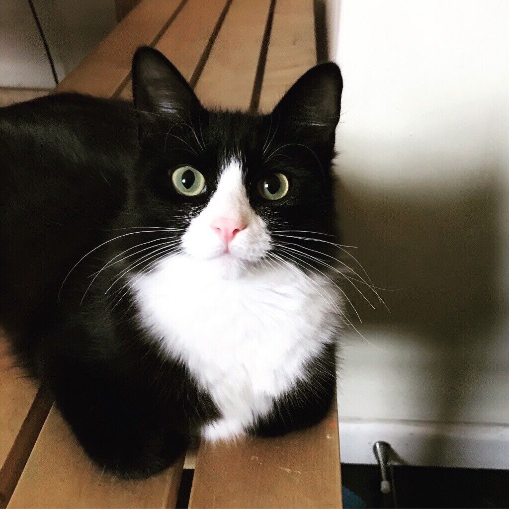 fluffy tuxedo  cat  almost 1 year old Male in Clapham 