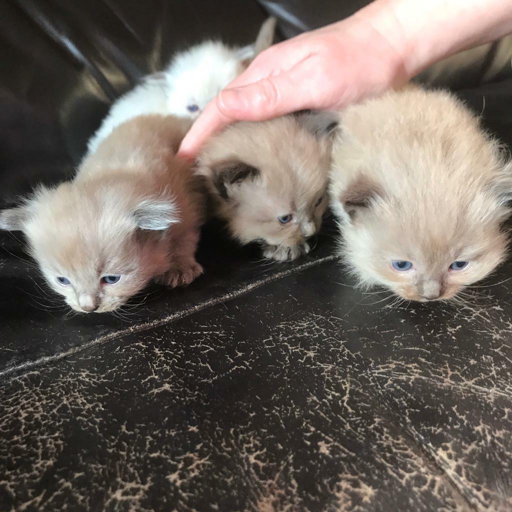 Mink Ragdoll Kittens *ALL SOLD* in Loughborough, Leicestershire Gumtree