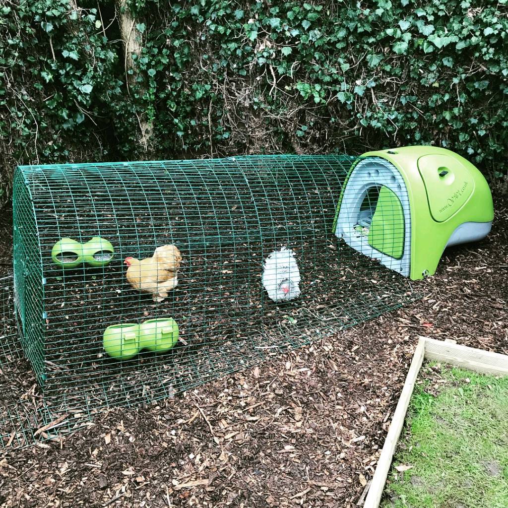 Omlet classic chicken coop with 4 bantams in North Ferriby, East