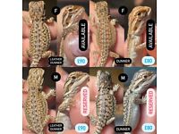 Bearded Dragons (Leathers, Dunners, pos Triple Het)