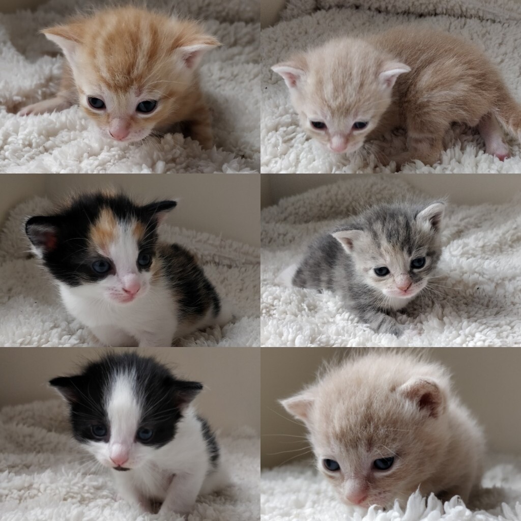 kittens for sale in small heath