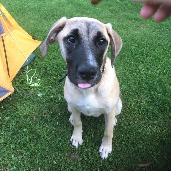 Alsatian Dog for sale in UK 66 used Alsatian Dogs