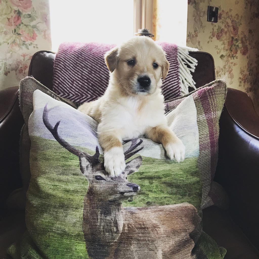 Beautiful coltriever puppies for sale in Donaghadee, County Down