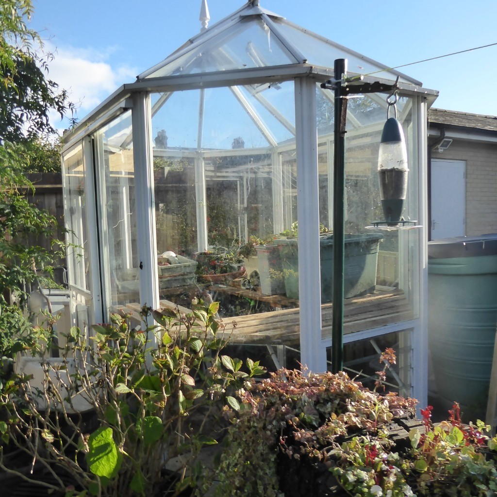 White aluminium greenhouse in Norwich, Norfolk Gumtree