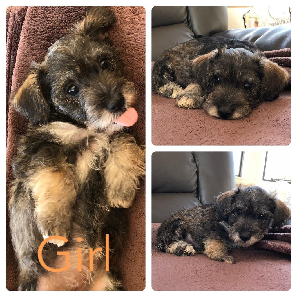 Stunning yorkie x jack Russel puppy’s in Cambridge, Cambridgeshire