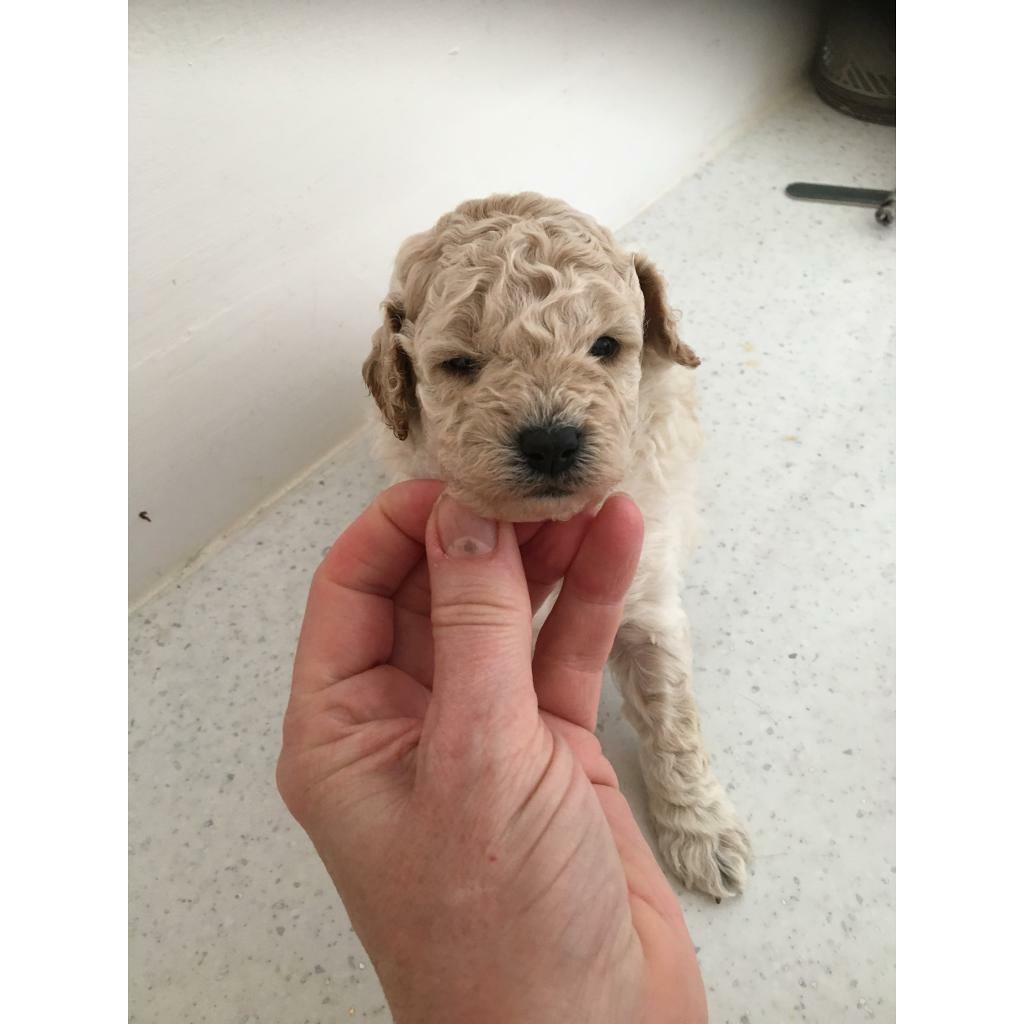 gumtree poodle puppies