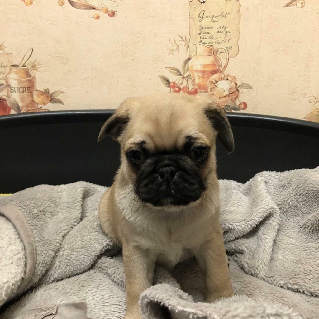 Male Fawn Pug Puppy For Sale in Leicester, Leicestershire Gumtree