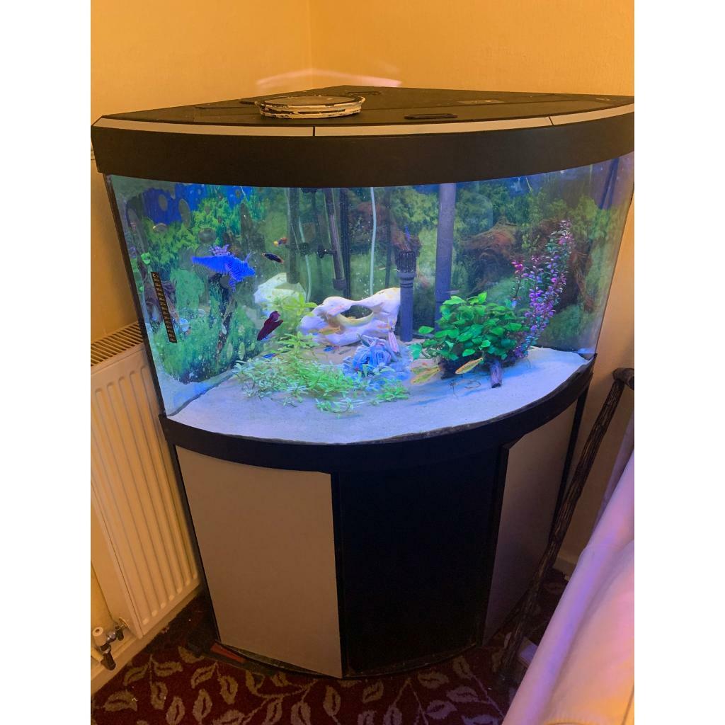 Tropical fish tank in Hedon, East Yorkshire Gumtree