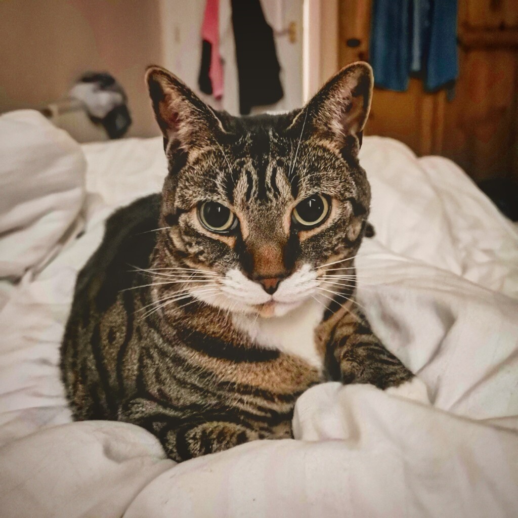 Kima the Cat, 4 years old. in East End, Glasgow Gumtree