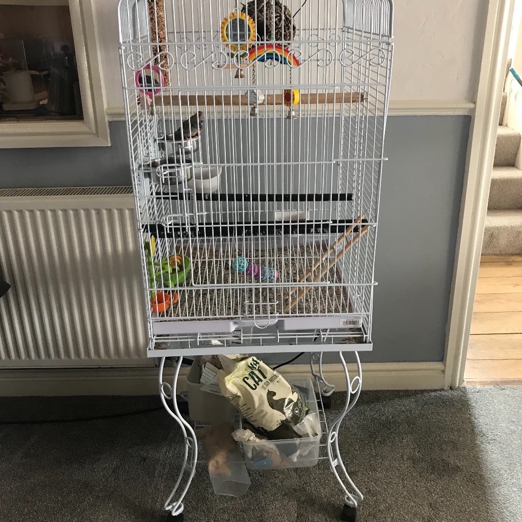 Pair of Zebra finches and cage in Winsford, Cheshire Gumtree