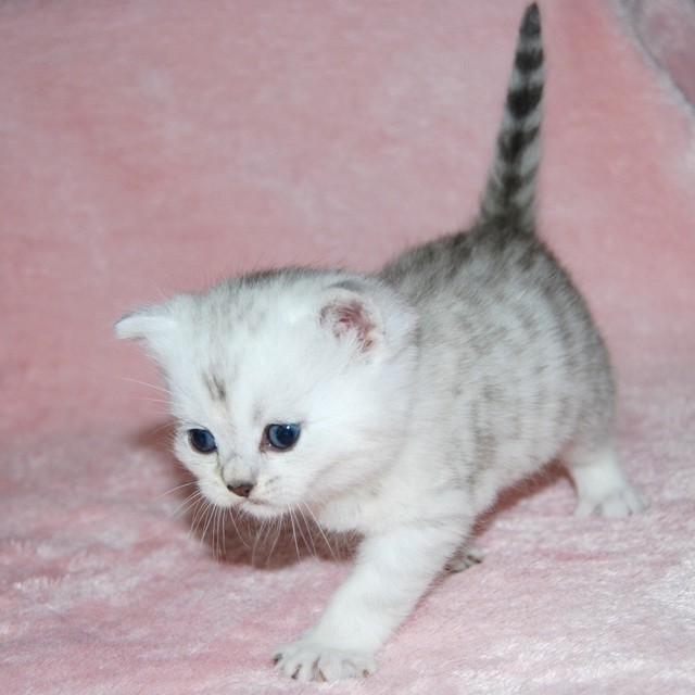 Rare Silver Shaded Chinchilla British Shorthair Kittens In Ayr