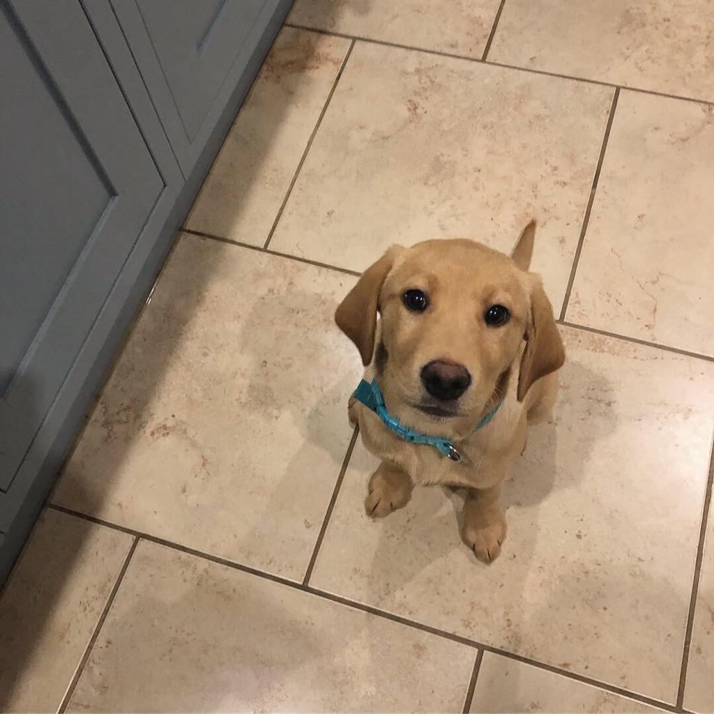 Golden Labrador Girl Puppy for sale in Norwich, Norfolk Gumtree