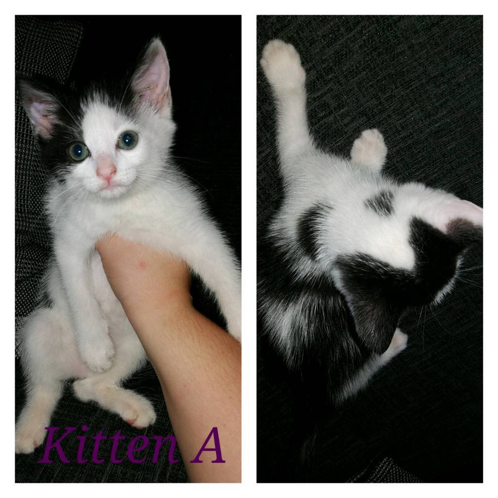 4 Female kittens for sale *PRICE REDUCED* in Worthing, West Sussex