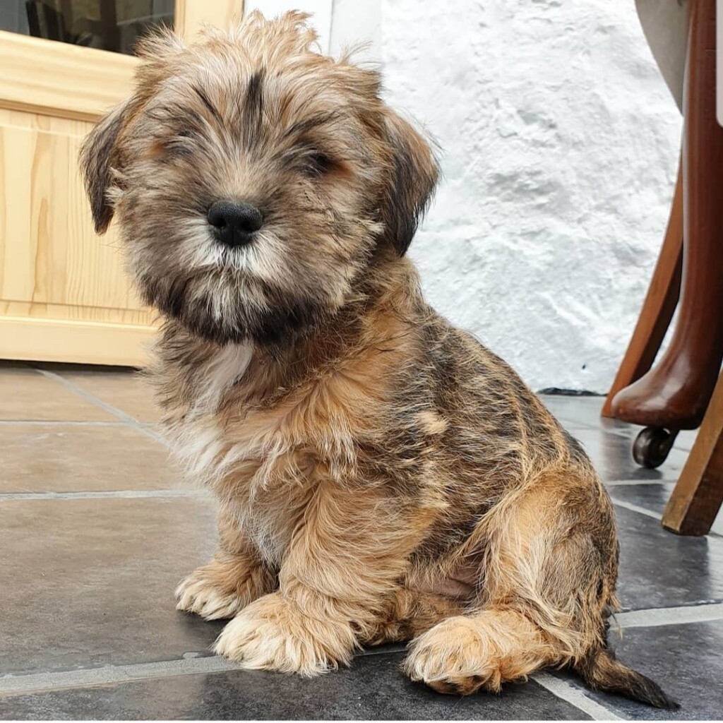 Shih tzu cross miniature schnauzer puppies in Scone, Perth and