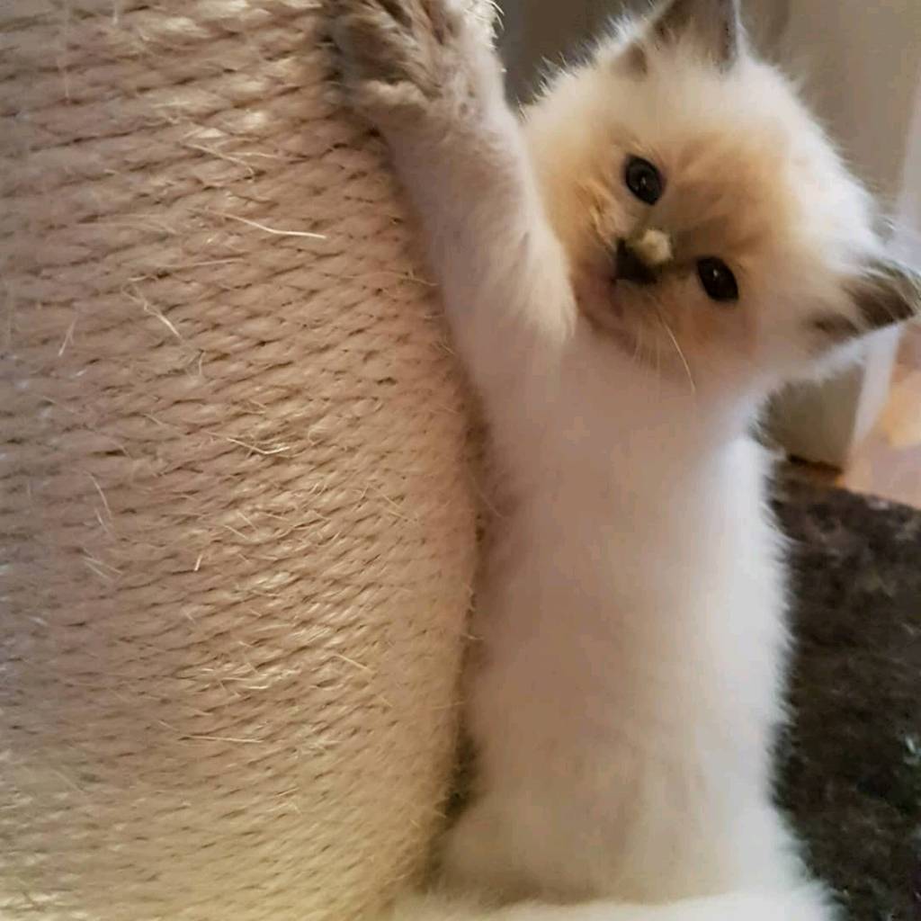 pedigree ragdoll kittens in Lancaster, Lancashire Gumtree