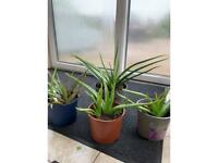 Clearances sale Medicinal Aloe Vera Indoor plants.