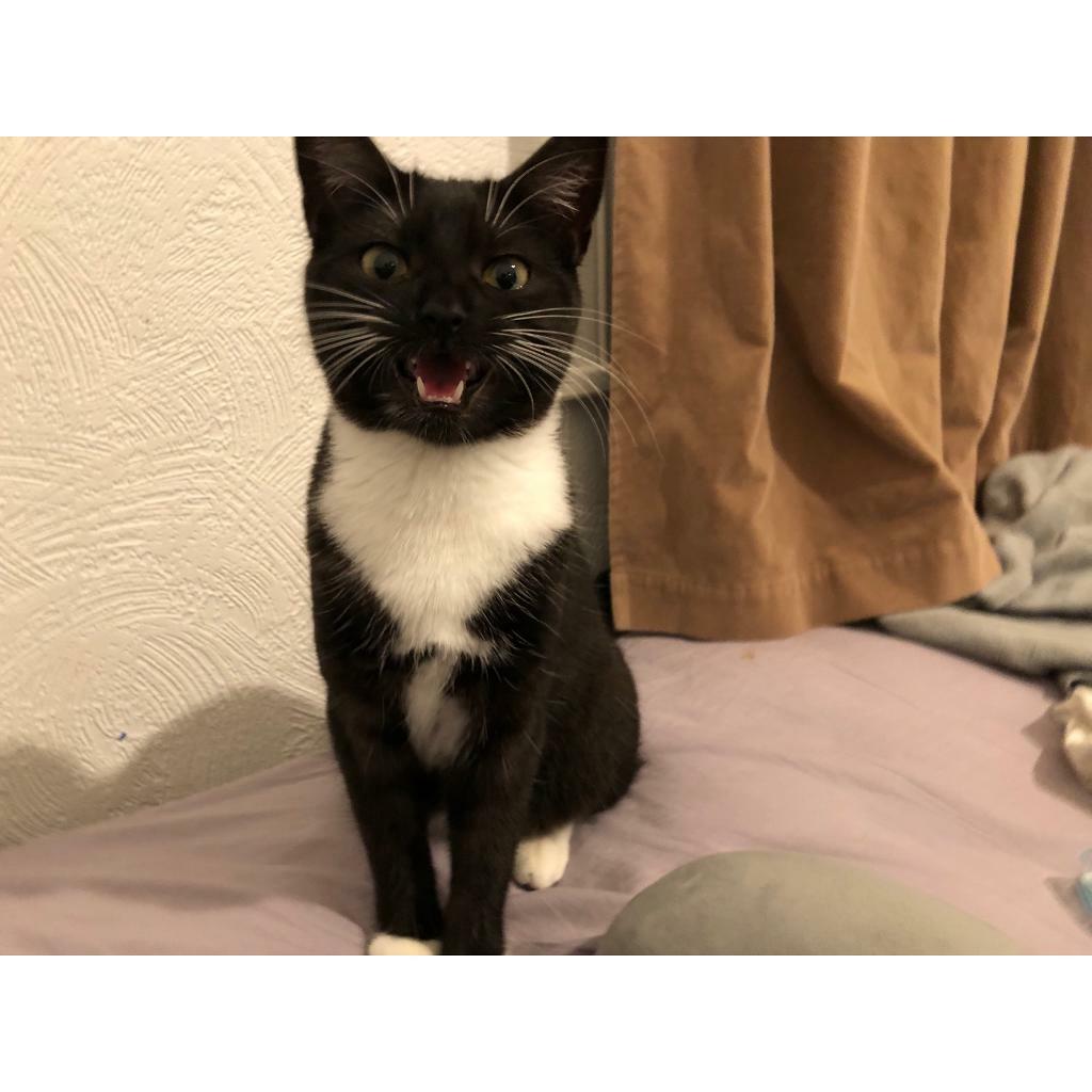 Lovely 11 month year old female cat for sale in Southmead, Bristol