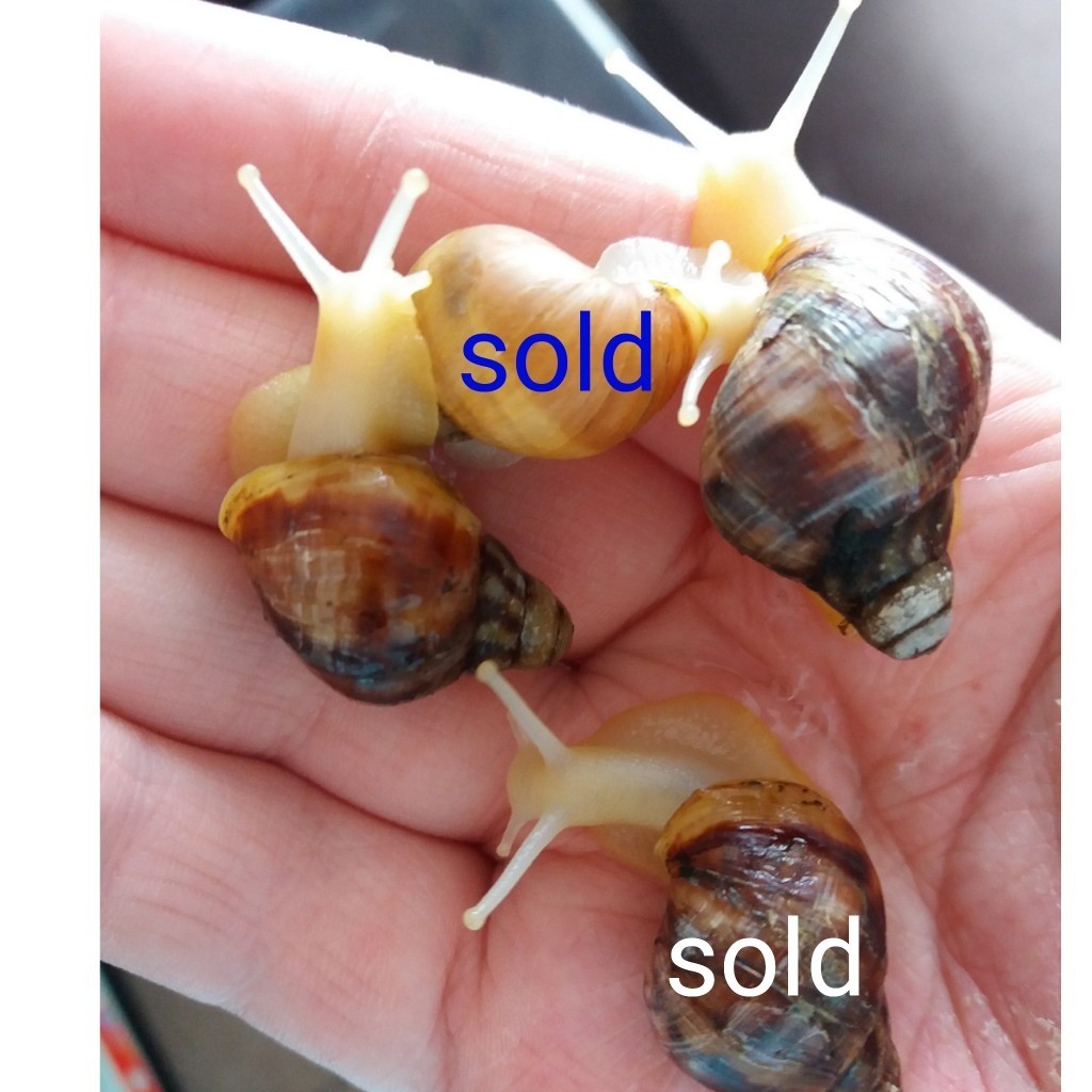 Young giant african land snails x2 and large tub in Aberdare, Rhondda