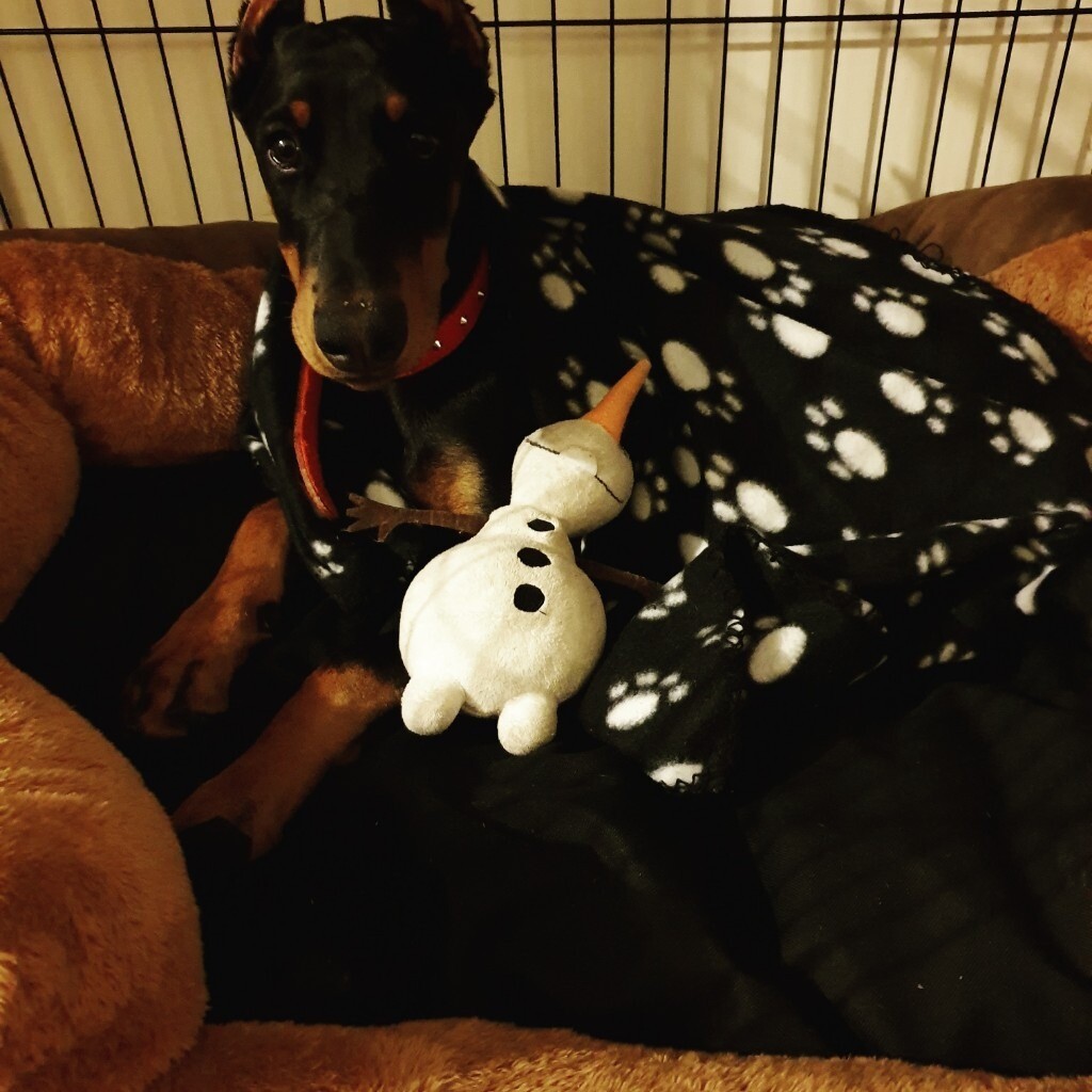 Doberman pinscher puppy cropped and docked in Thorne, South Yorkshire