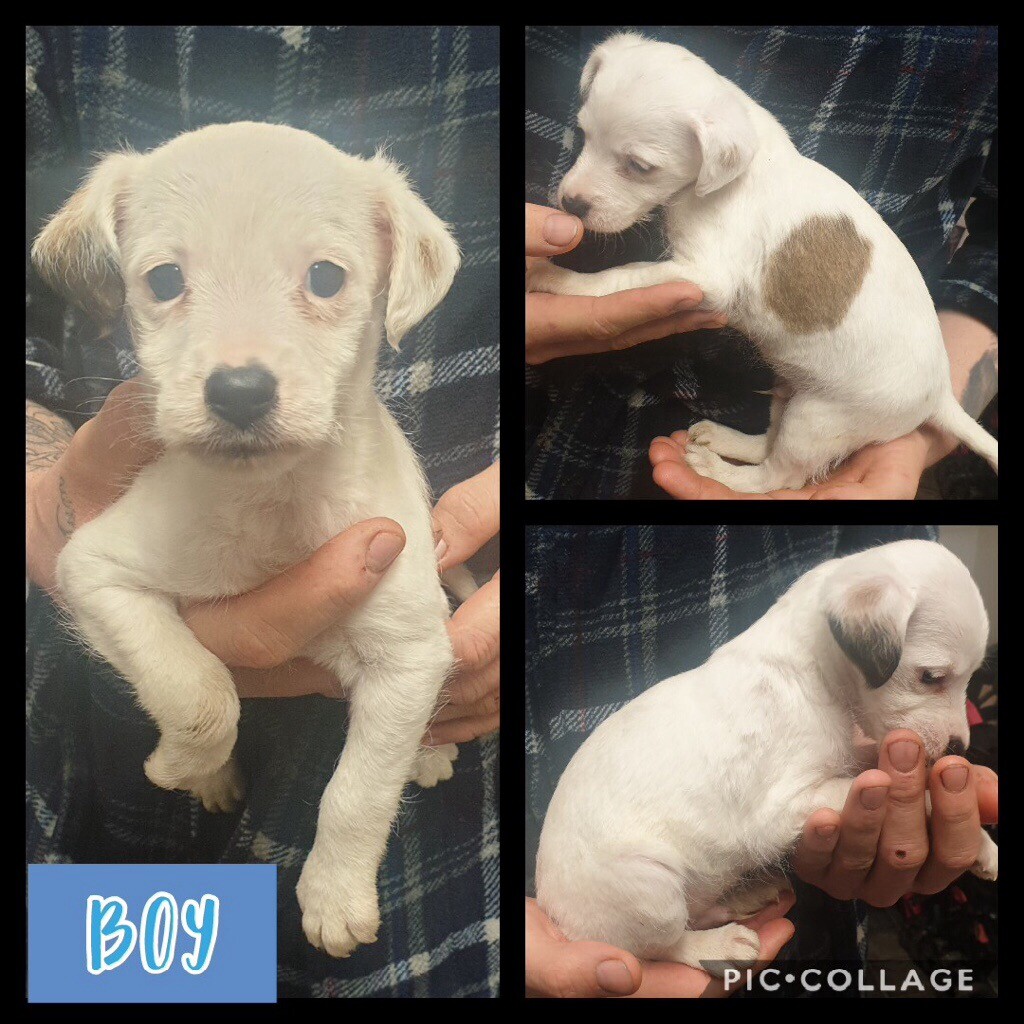 Miniature Jack Russell Puppy In Sheffield South Yorkshire Gumtree