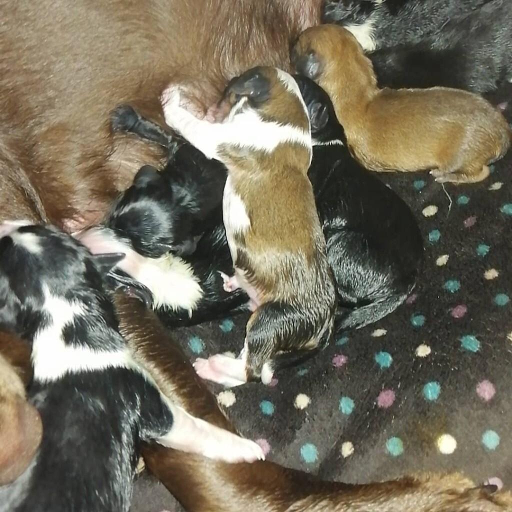 Lab x collie x puppies in Larkhall, South Lanarkshire Gumtree