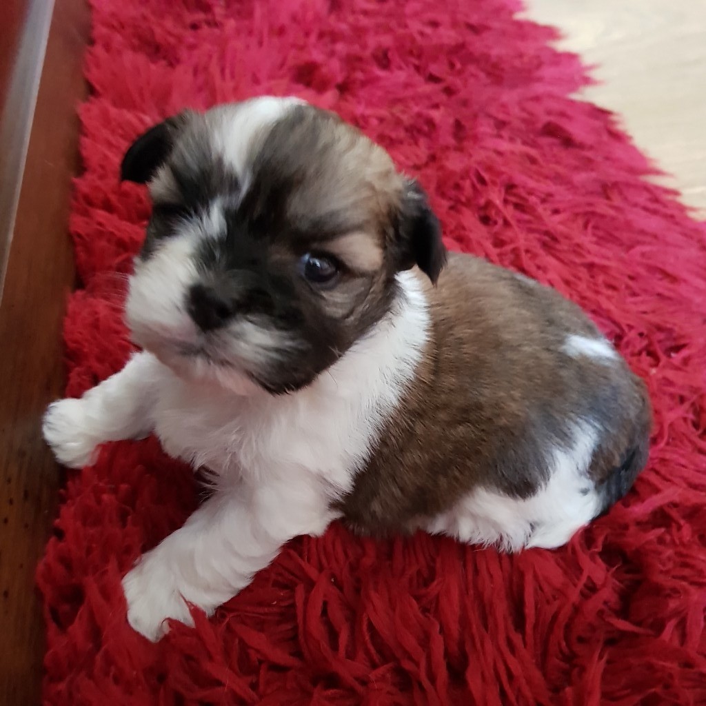 Puppies for sale in Kirkcaldy, Fife Gumtree