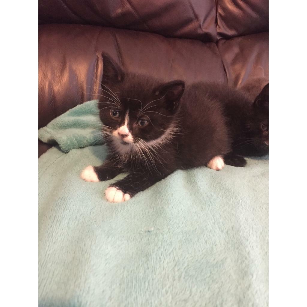 Kittens in Newmilns, East Ayrshire Gumtree