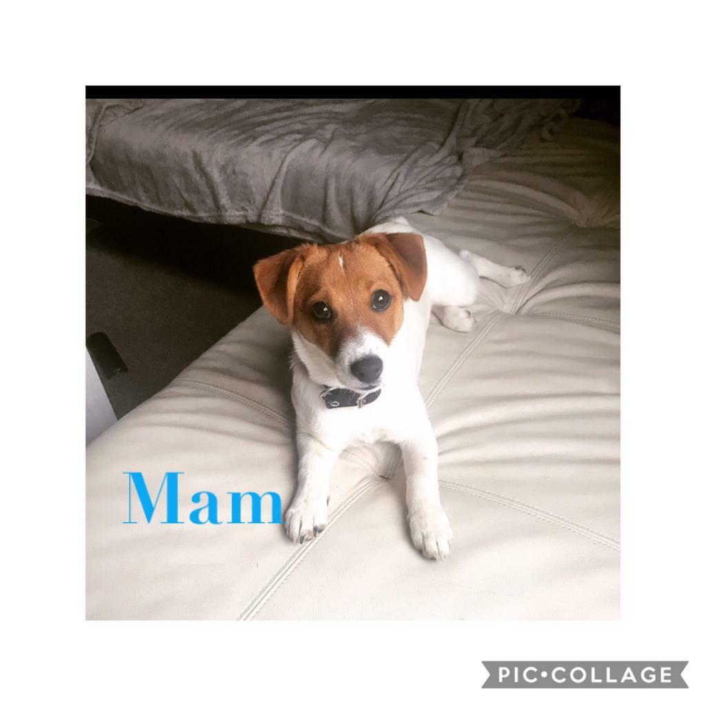 plummer terrier for sale gumtree