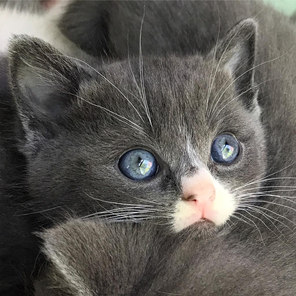 Outstanding GCCF RAGDOLL X BRITISH BLUE SHORTHAIR Kittens 🐾 ONLY