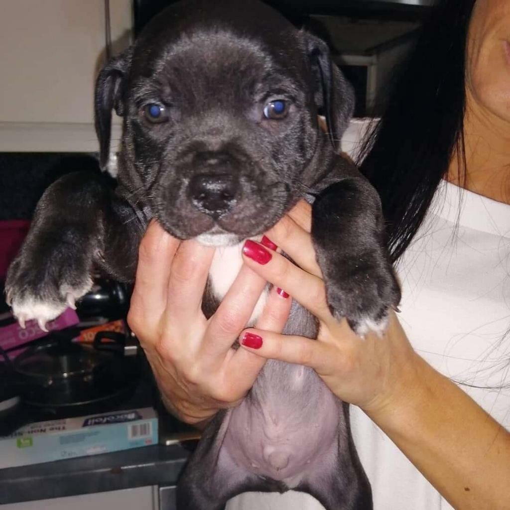 Download Staffordshire bull terrier puppies for sale | in Bradford ...