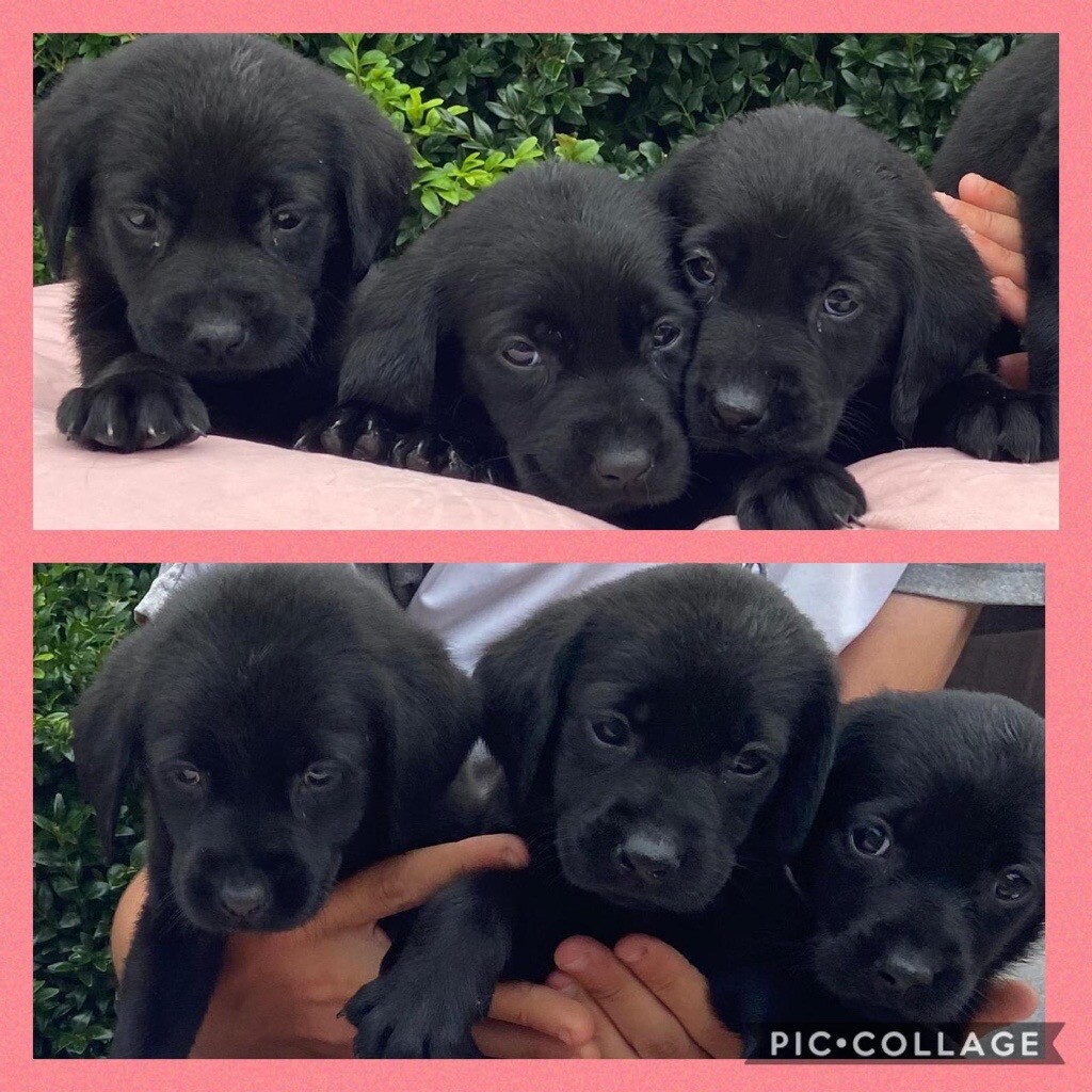 gumtree black labrador puppies