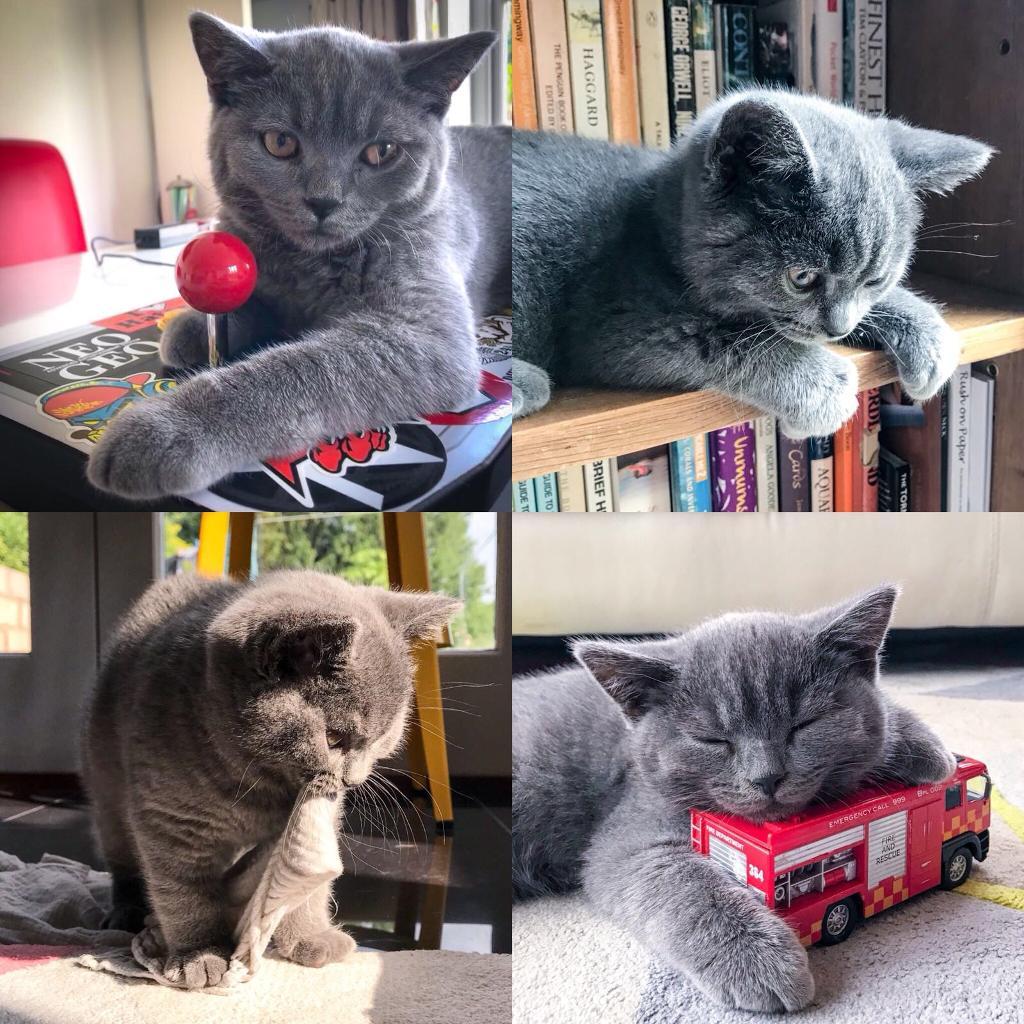 Beloved 6 month old GCCF Reg Male British Blue Shorthair Kitten in