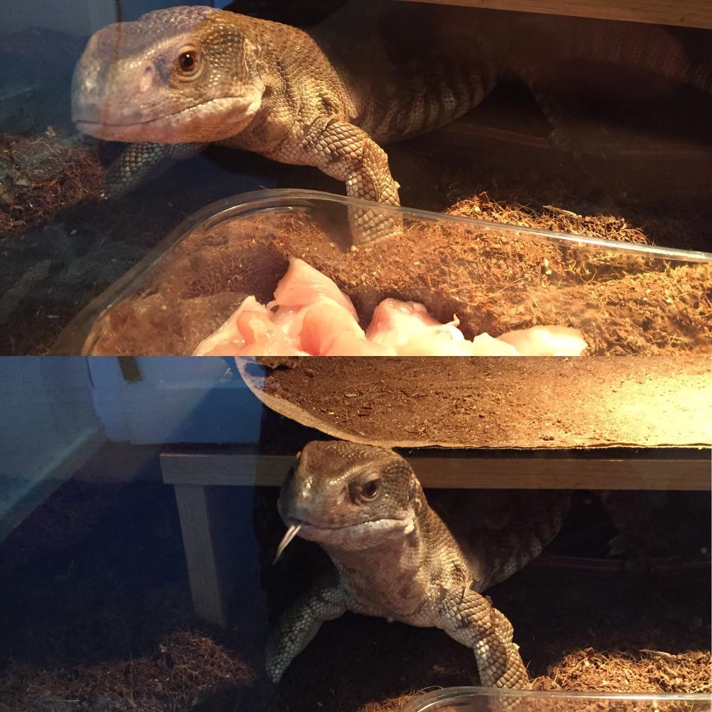 Lizard with full set up in Hale Barns, Manchester Gumtree