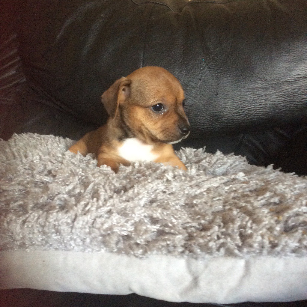 Jack Russell + Chihuahua puppies for sale in Durham, County Durham