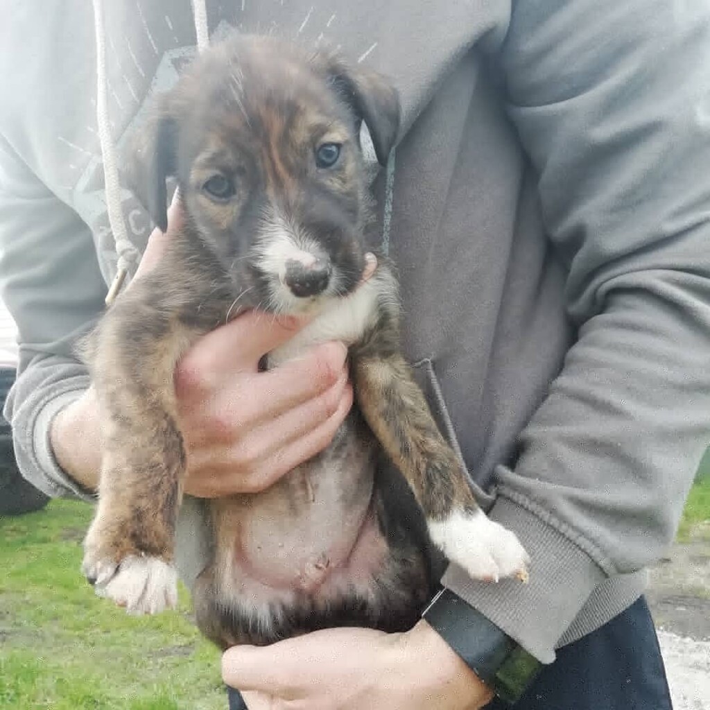 Lurcher puppies in St Austell, Cornwall Gumtree