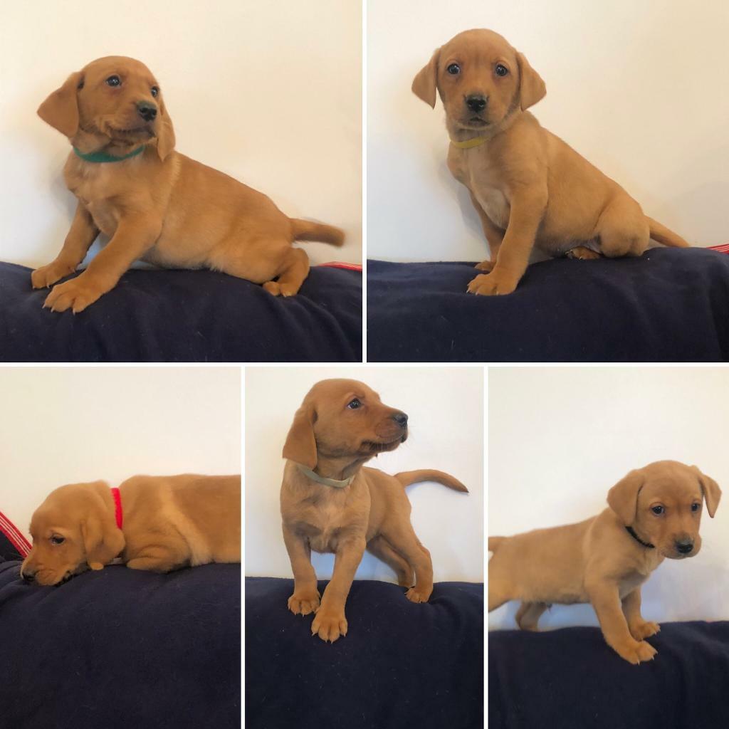 labrador puppies for sale on gumtree