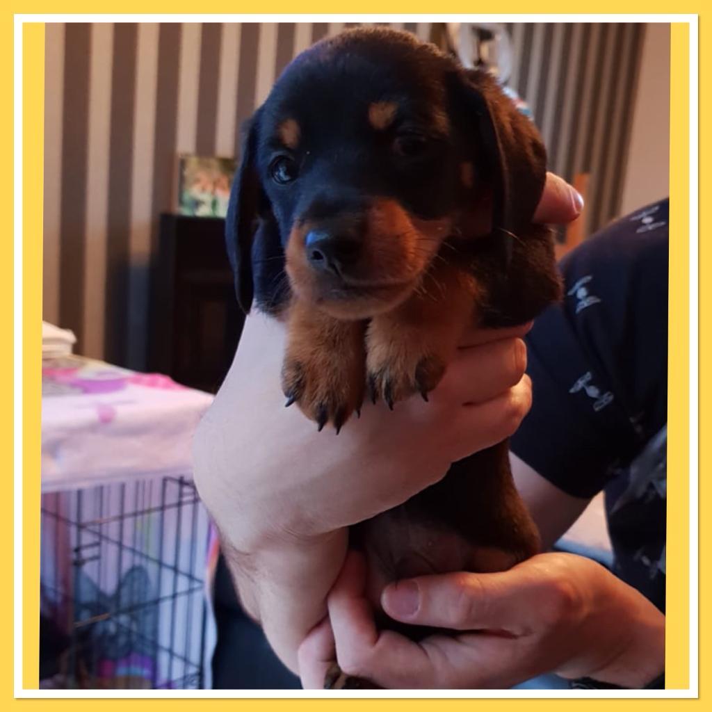 Dachshund x Jack Russell (Jackshund) puppies in Costessey, Norfolk