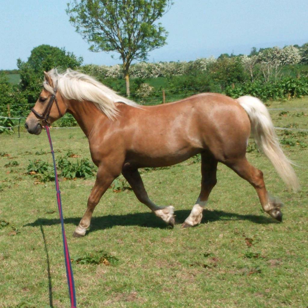 Welsh x for part loan in Grimsby, Lincolnshire Gumtree
